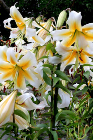 Lilia Drzewiasta OT Mister Pistache