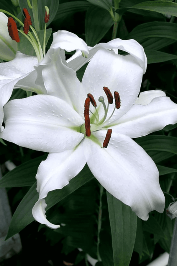 Lilia Orientalna Siberia Cebulki