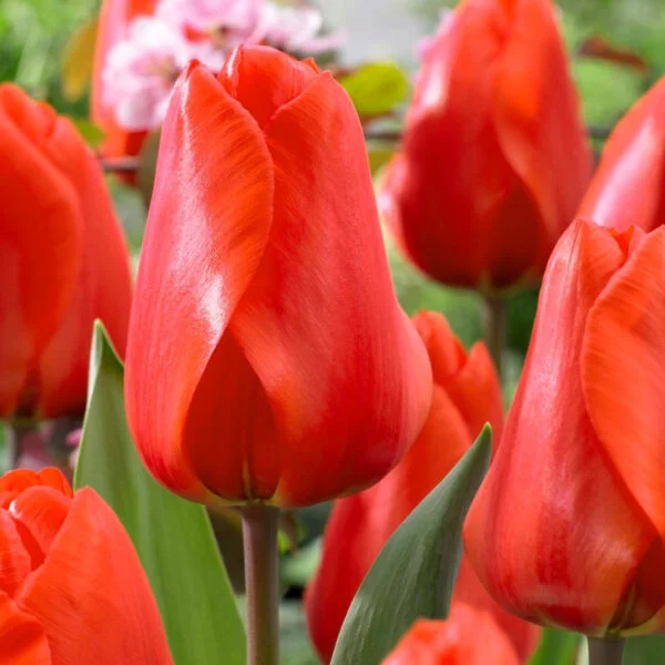 Tulipan Klasyczny Lalibela Cebulki