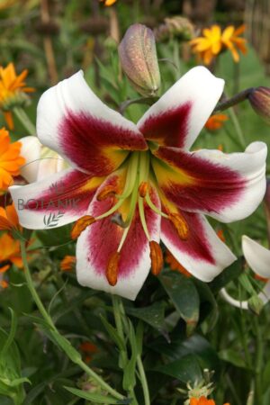 Lilia Drzewiasta OT Leslie Woodriff