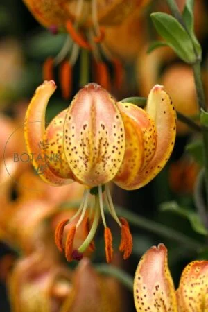 Lilia Martagon Peppard Gold