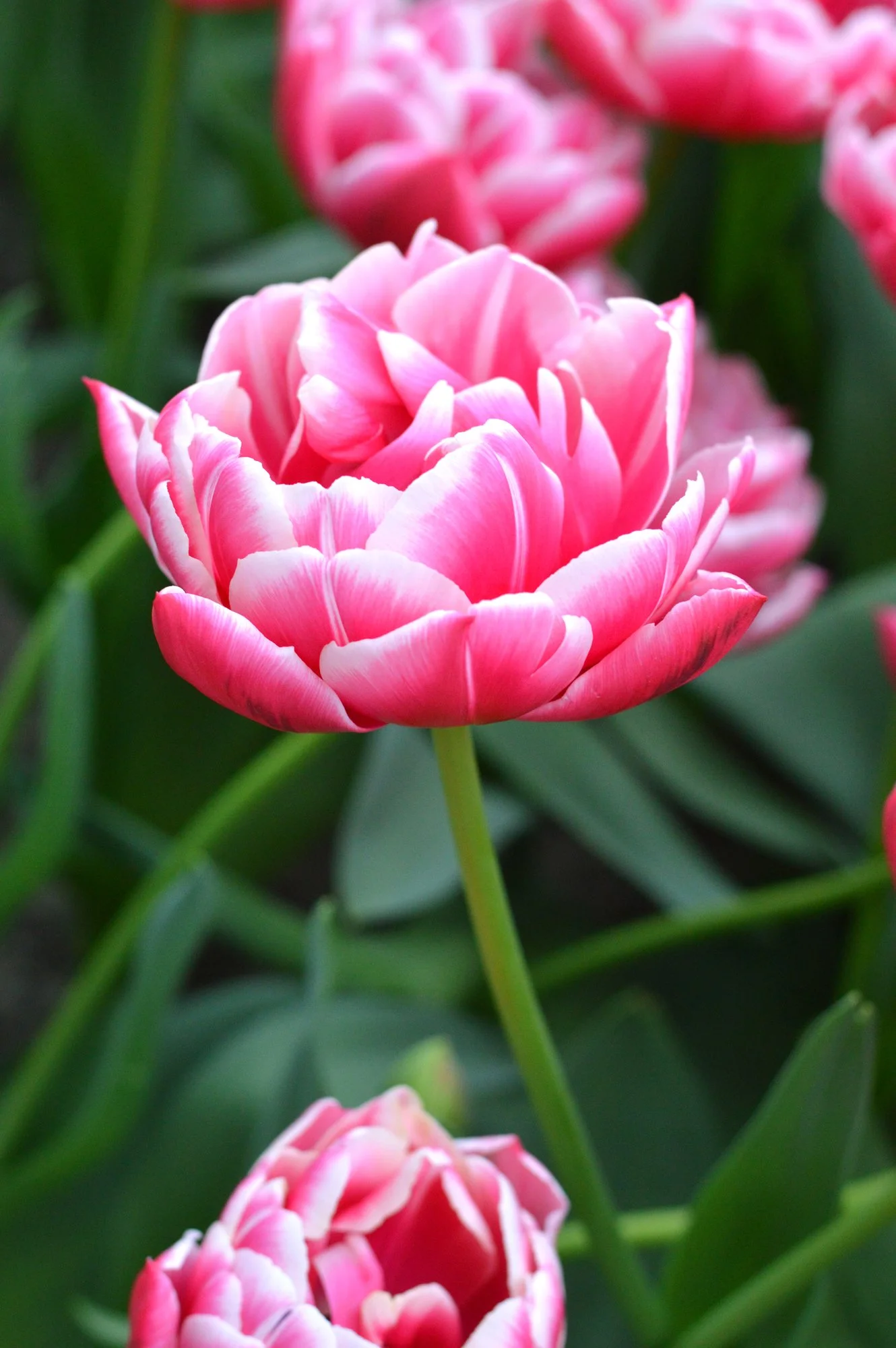 Tulipan Pełny Columbus