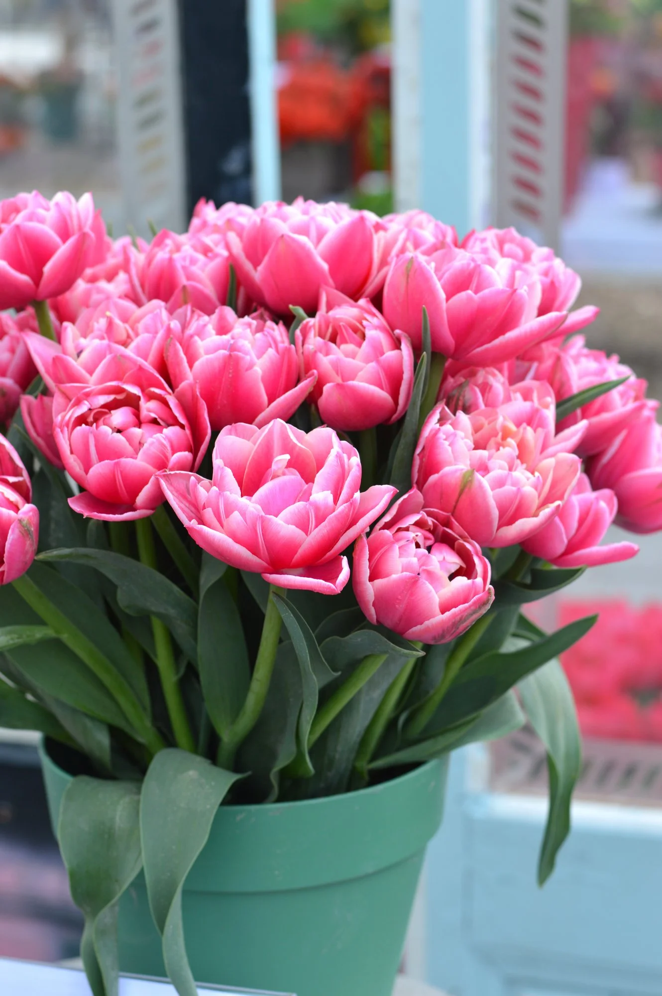 Tulipan Pełny Columbus