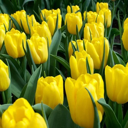 Tulipan Klasyczny Novi Sun