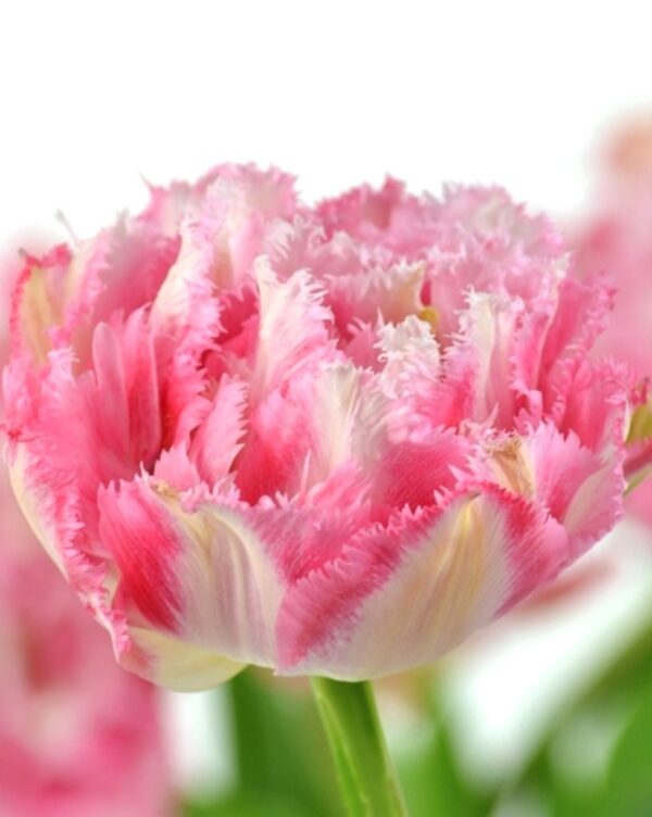 Tulipan Strzępiasty Crispion Sweet Cebulki