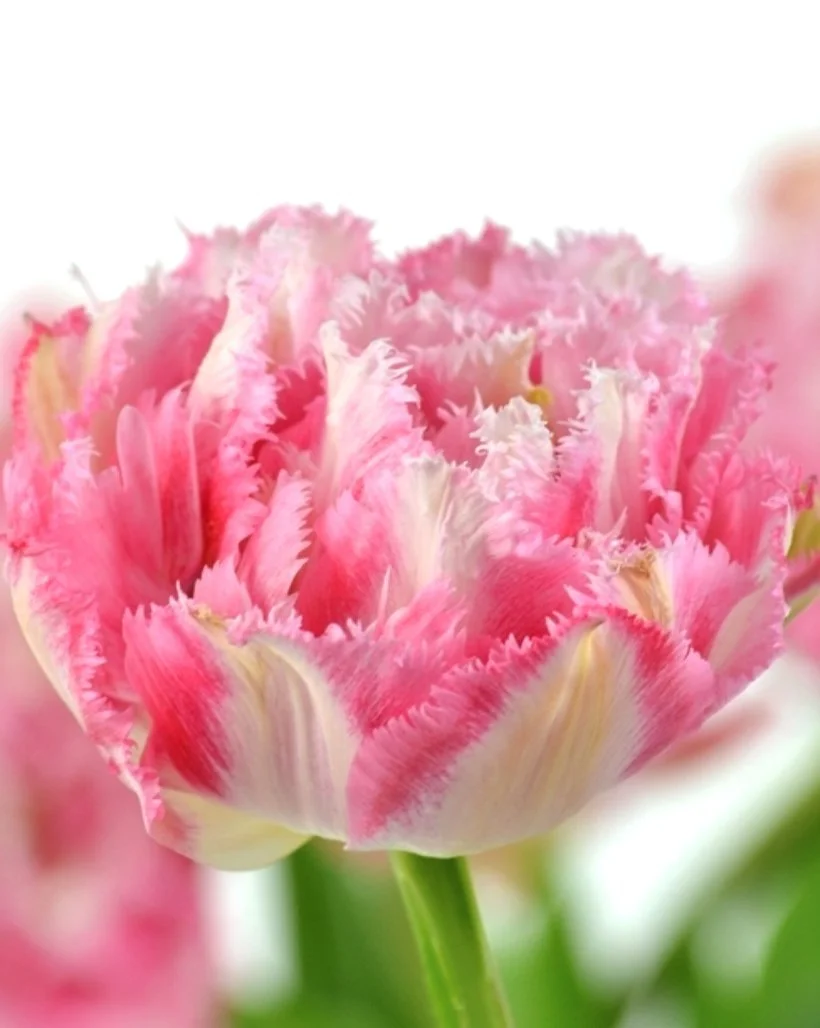 Tulipan Pełny Strzępiasty Crispion Sweet