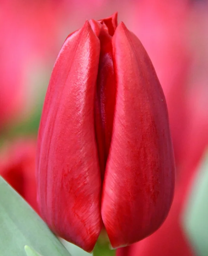 Tulipan Klasyczny Curry Cebulki