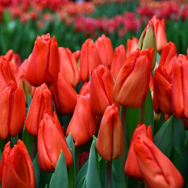 Tulipan Klasyczny Lalibela Cebulki