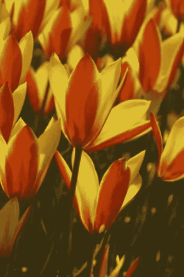 Tulipan Botaniczny Clusiana Chrysantha Cebulki