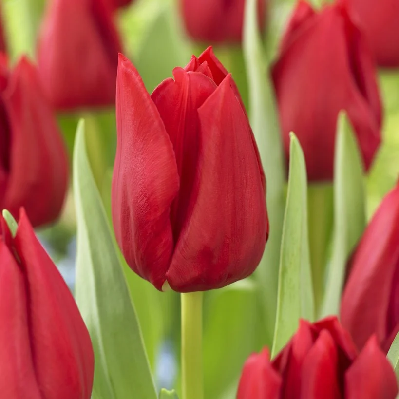 Tulipan Klasyczny Curry Cebulki
