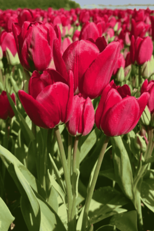 Tulipan Wielokwiatowy Fiery Club Cebulki Tulipan Wielokwiatowy Fiery Club Cebulki