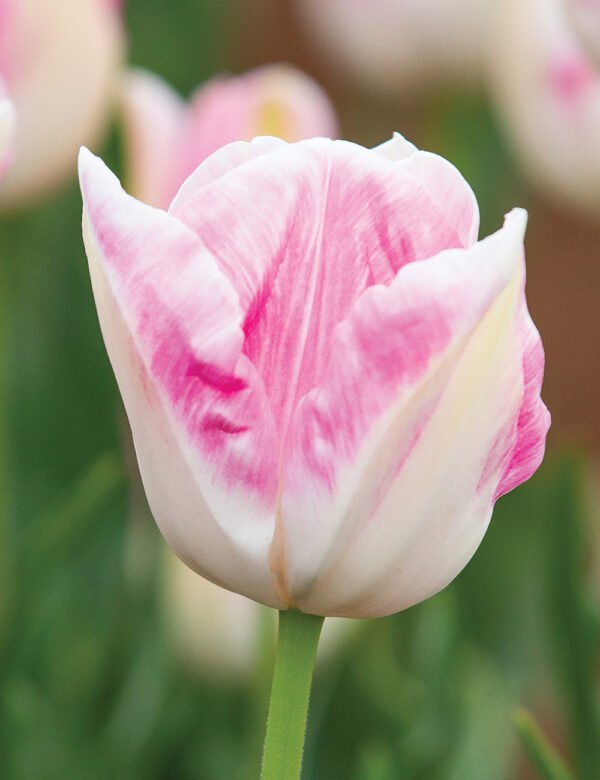 Tulipan Klasyczny First Class Cebulki
