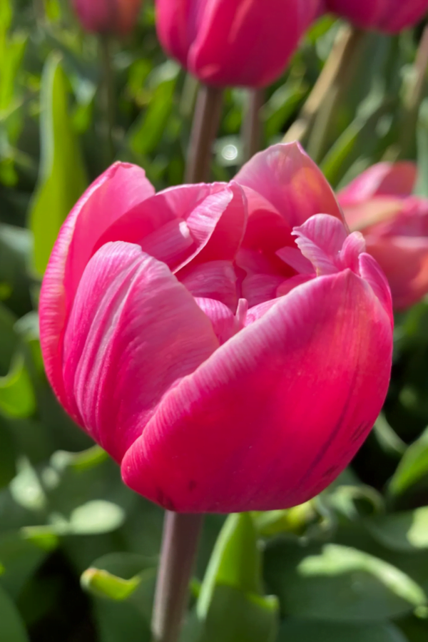 Tulipan Pełny Pink Cameo Cebulki