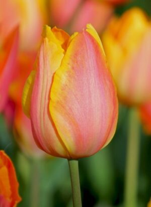 Tulipan Klasyczny Prairie Fire Cebulki