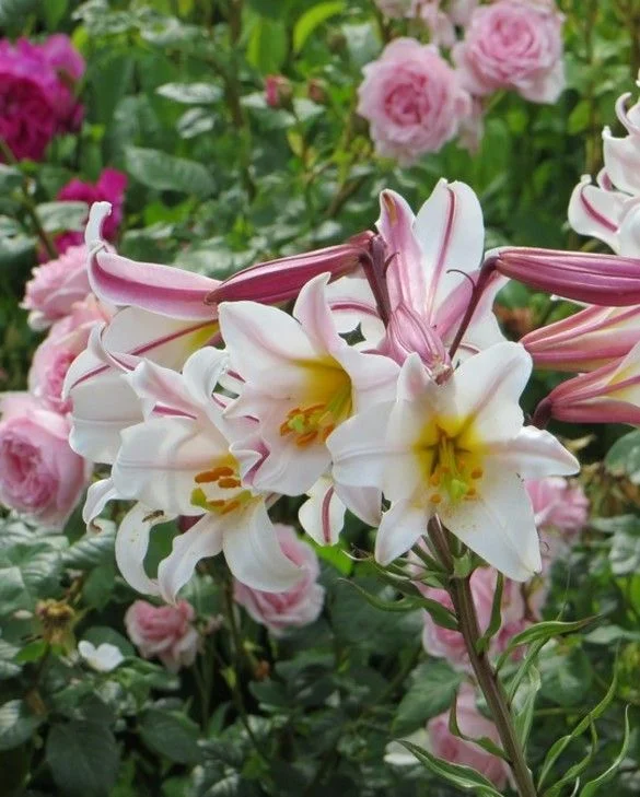 Lilia Królewska OT Regale Cebulki