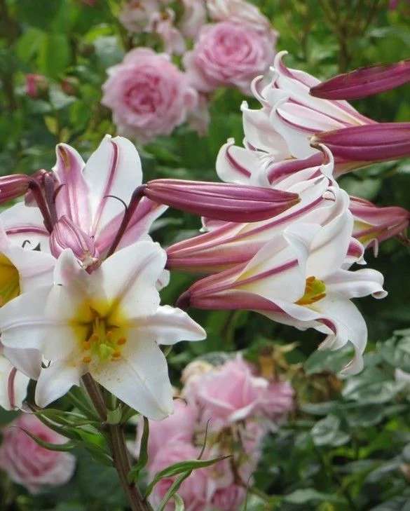 Lilia Królewska OT Regale Cebulki