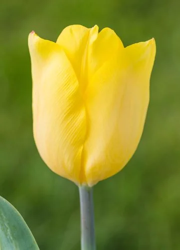 Tulipan Klasyczny Novi Sun