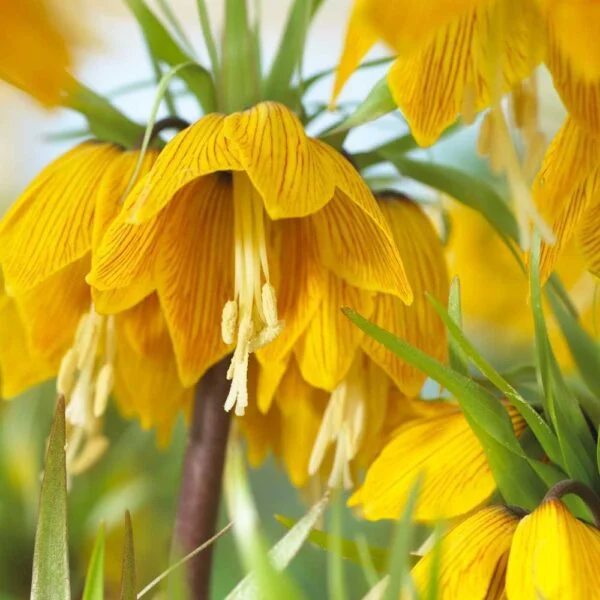 Fritillaria Cesarska Korona Striped Beauty 1 szt. Cebulki