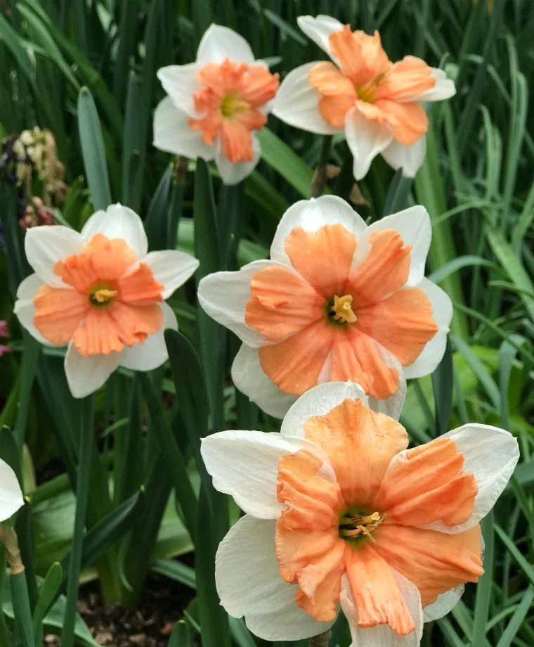 Narcyz Electrus 3 szt. Cebulki