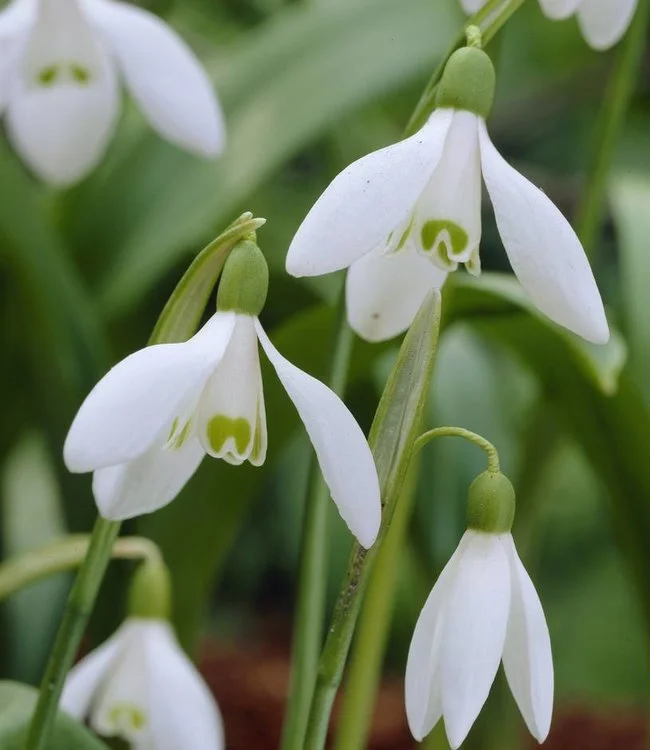 Przebiśnieg Śnieżyczka Galanthus 10 szt. Cebulki