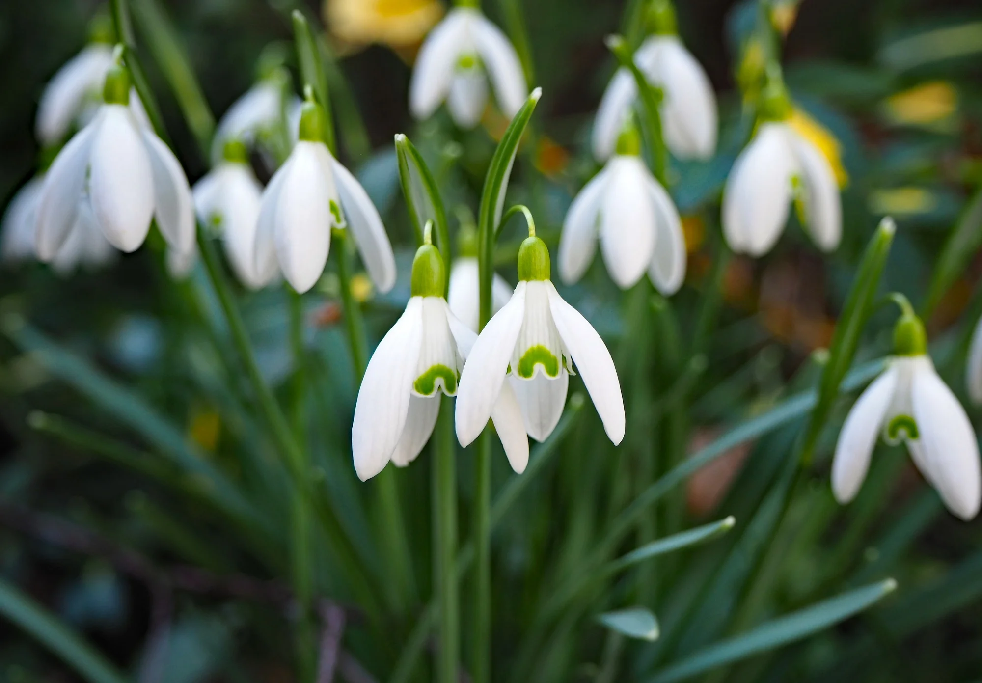 Przebiśnieg Śnieżyczka Galanthus 10 szt. Cebulki