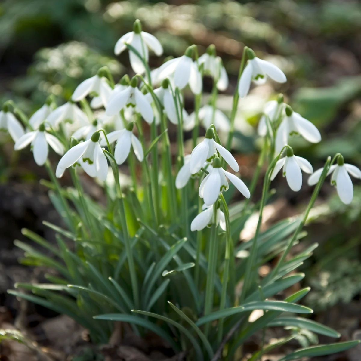 Przebiśnieg Śnieżyczka Galanthus 10 szt. Cebulki