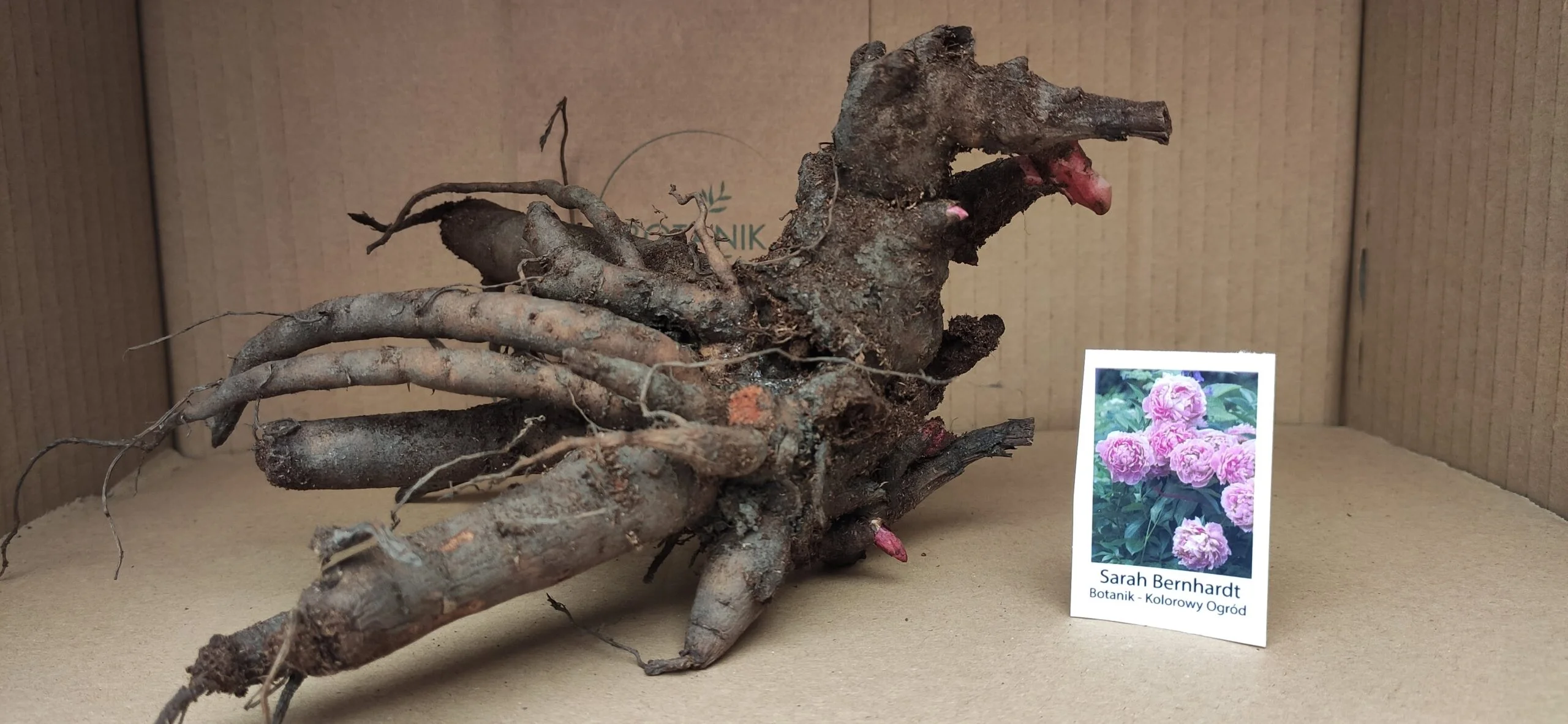 Piwonia Chińska 3/5 Oczek Sarah Bernhardt 1szt.