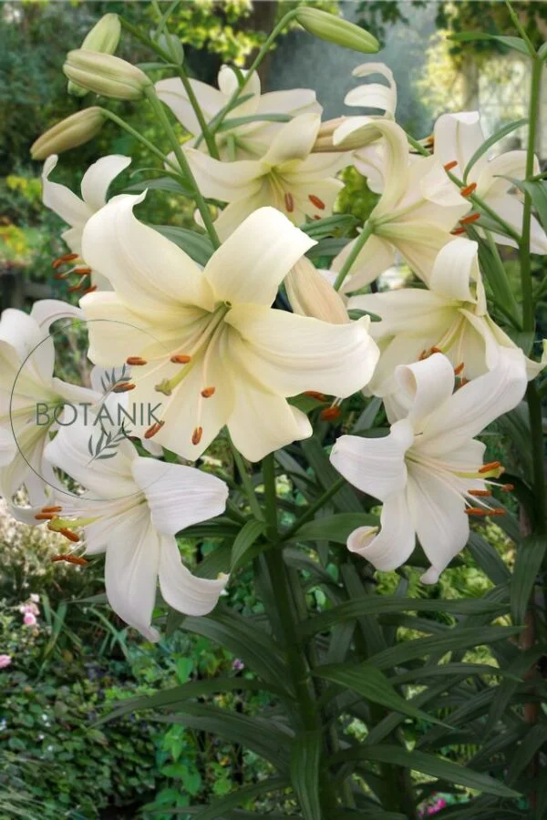 Lilia Azjatycka Pearl White Cebulki