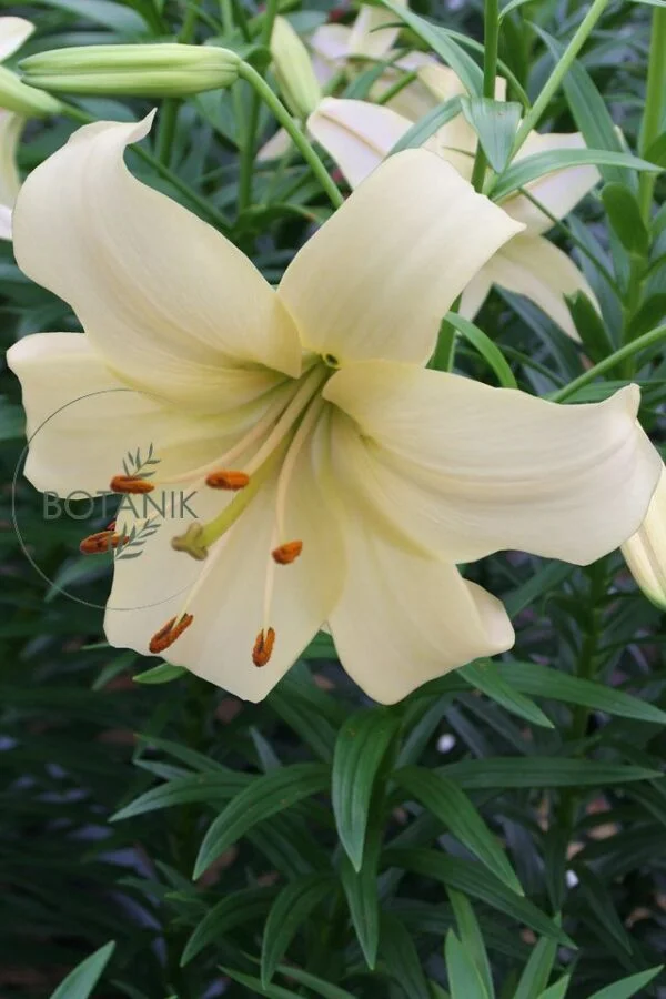 Lilia Azjatycka Pearl White Cebulki