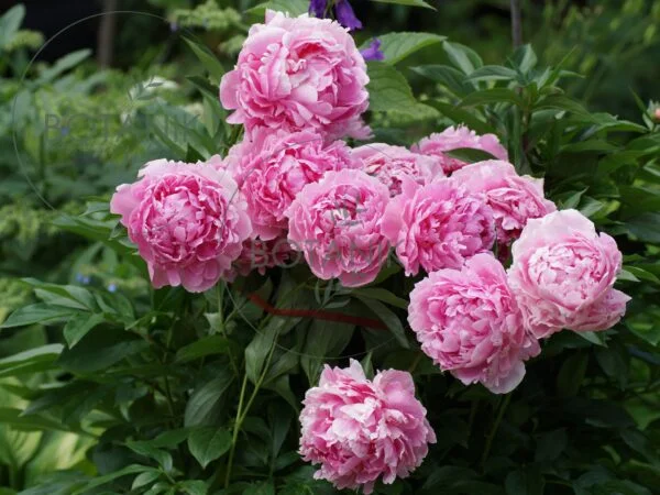 Piwonia Chińska 3/5 Oczek Sarah Bernhardt 1szt.