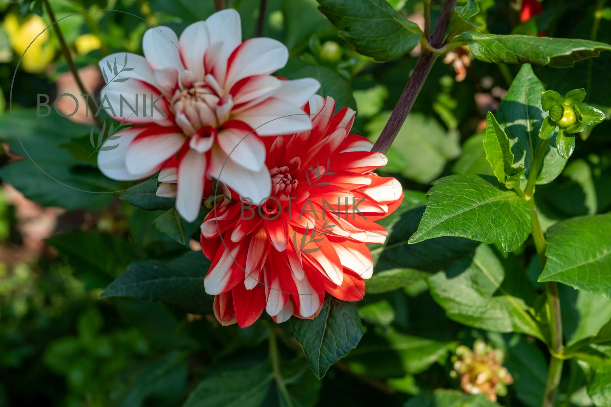 Dalia (Dahlia) Dekoracyjna Short Track Karpa