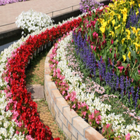 Najpopularniejsze cebulki kwiatowe do ogrodu