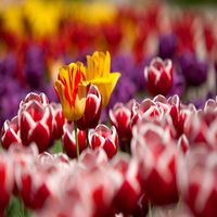 Dorodny Pan – jak sadzić i pielęgnować tulipany?