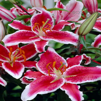 Lilie orientalne a lilie azjatyckie – jakie są różnice?