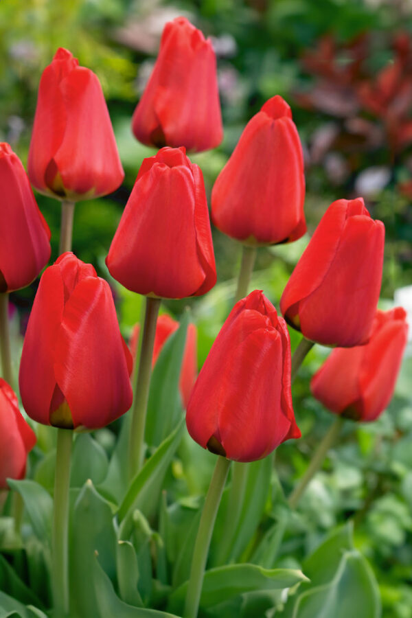 Zestaw Tulipanów 50 cebulek! Promocja
