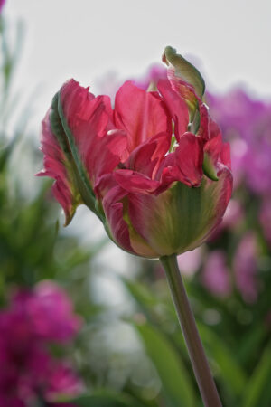 Tulipan Red Wave Cebulki Tulipan Red Wave Cebulki