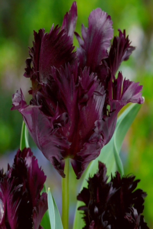 Tulipan Black Parrot Cebulki Tulipan Black Parrot Cebulki