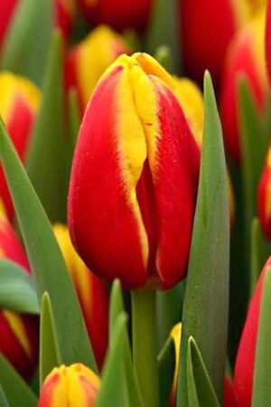 Tulipan Triumph Denmark