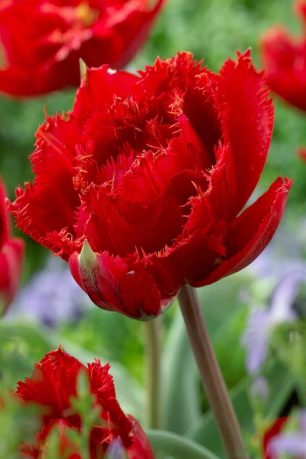 Tulipan Fiery Dream Cebulki