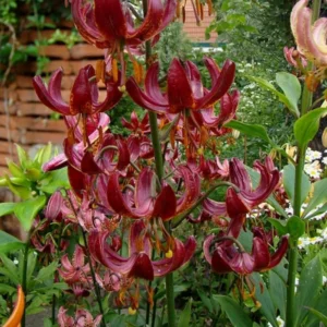 Cebulki lilii Martagon