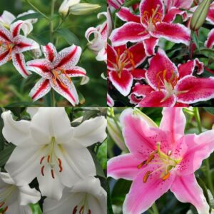 Lilie ogrodowe - cebulki, odmiany, ceny