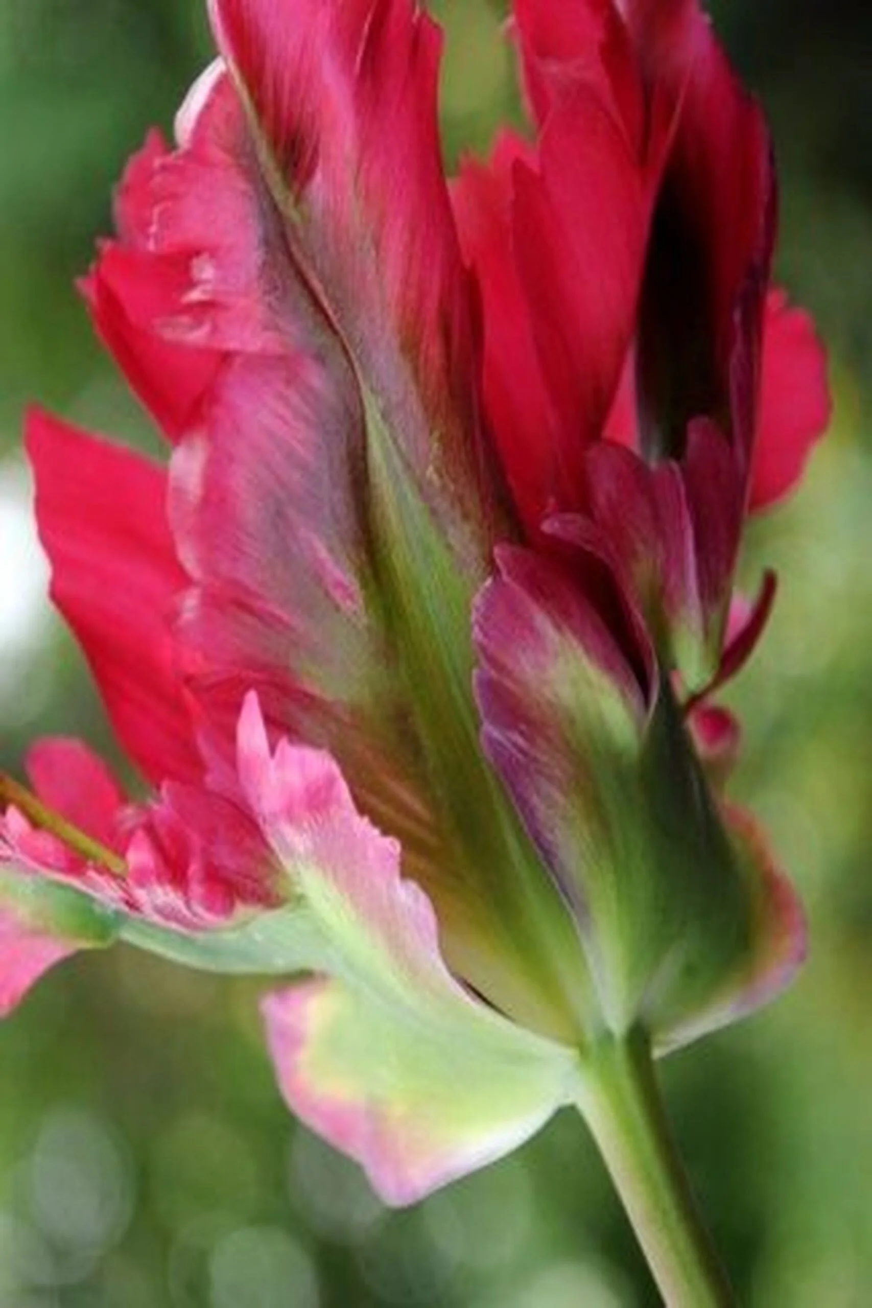 Tulipan Red Wave Cebulki