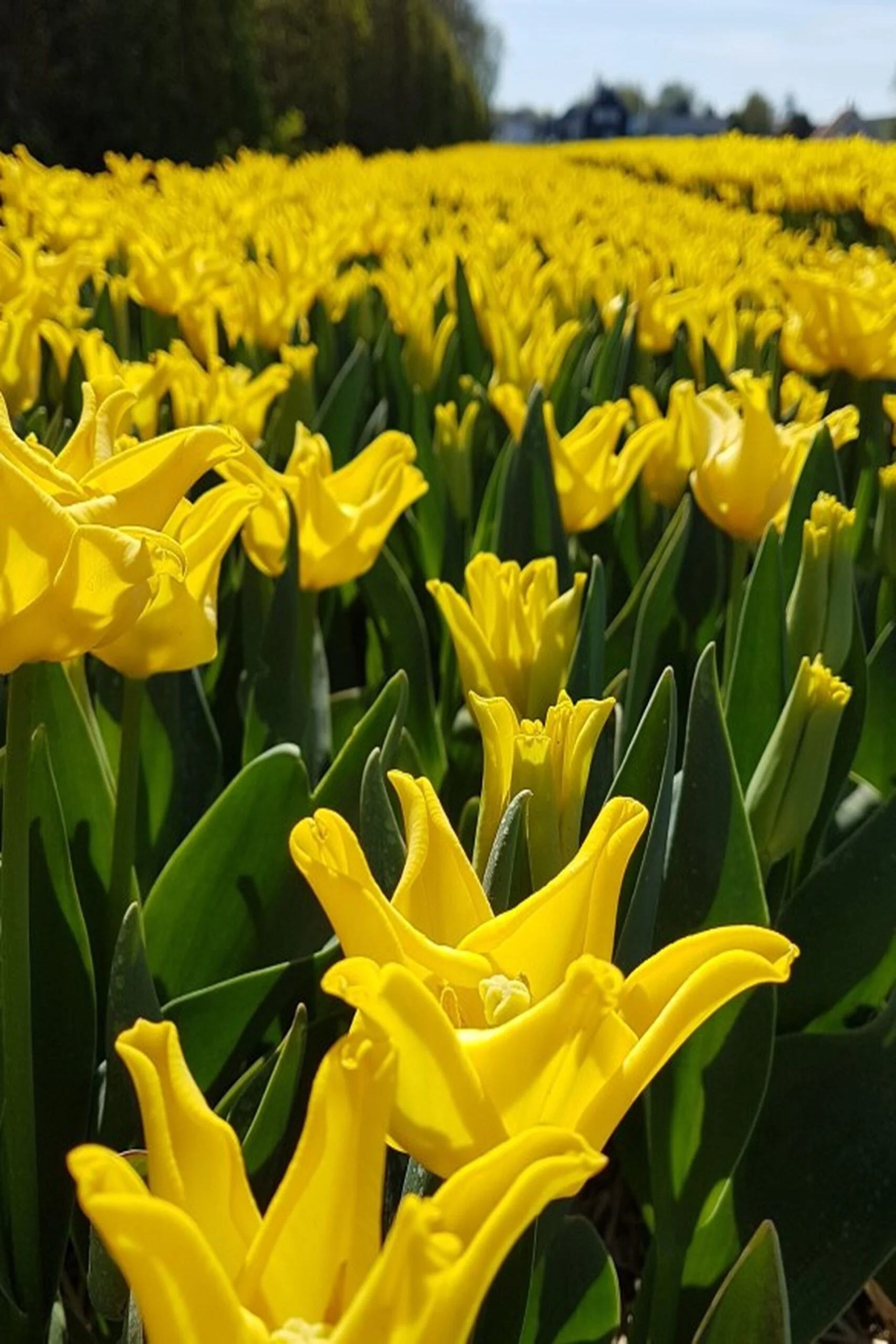 Tulipan Coronet Kings Crown