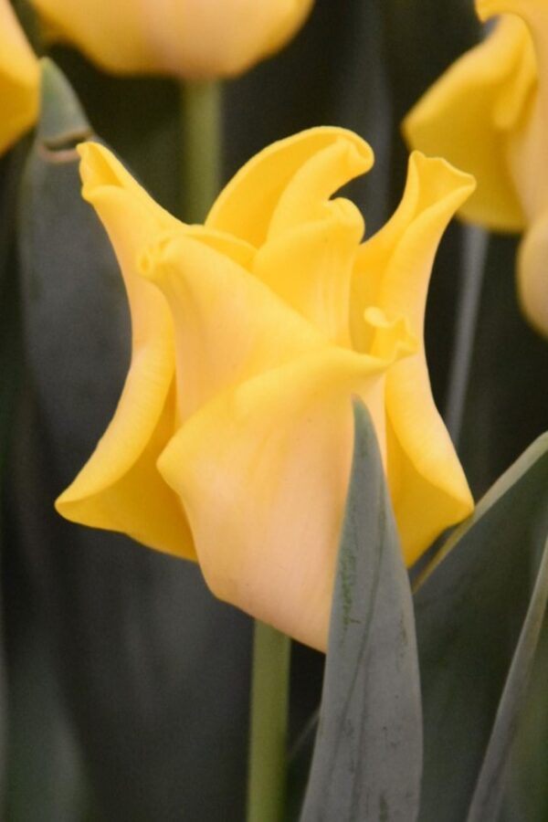 Tulipan Kingscrown Cebulki