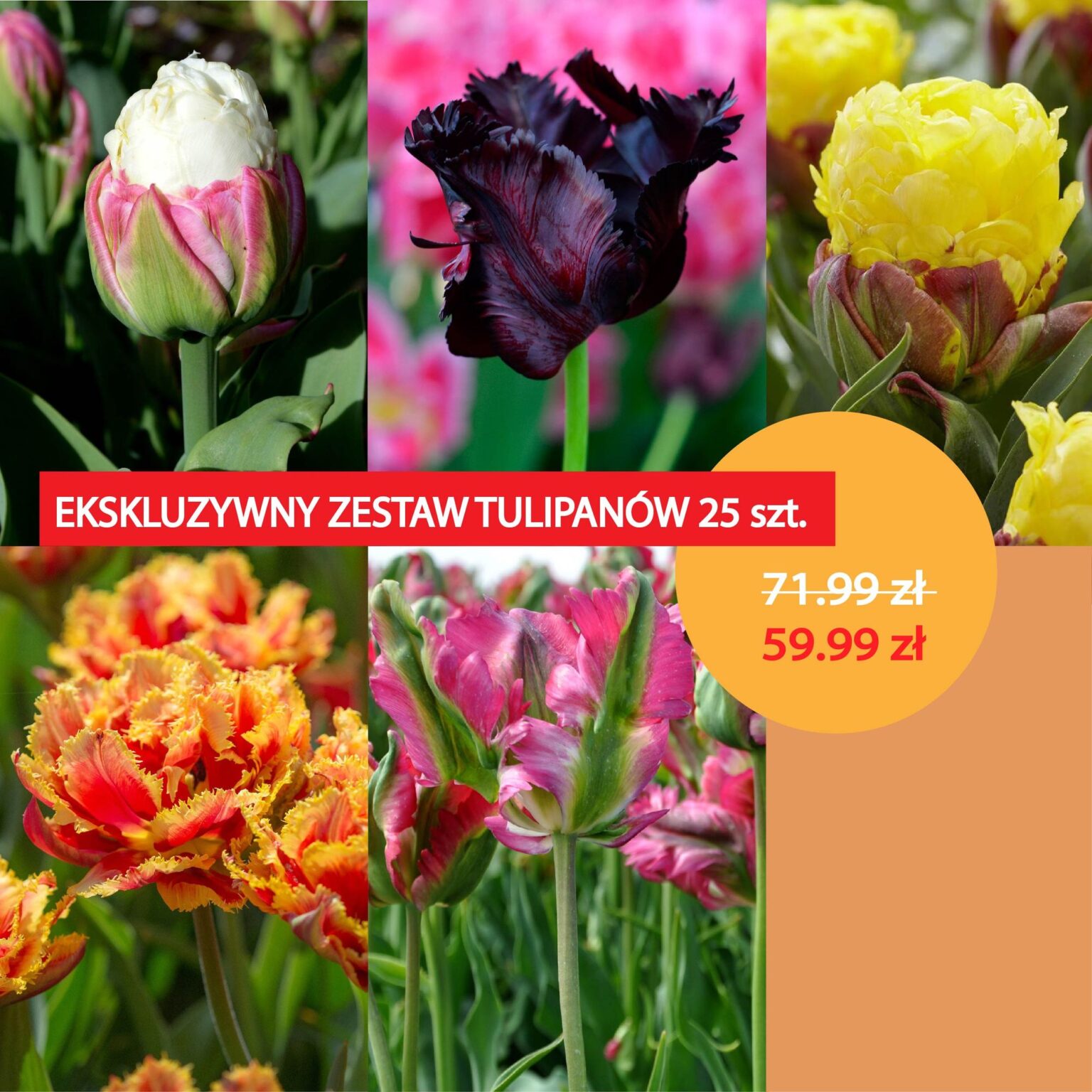 Karuzelajpg_mobile_tulipan ekskluzywnysmall