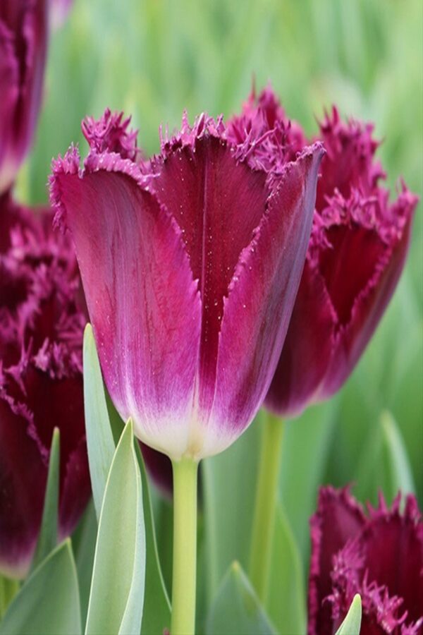 Tulipan Purple Crystal Cebulki