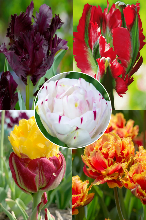 Ekskluzywny zestaw tulipanów 25 cebulek