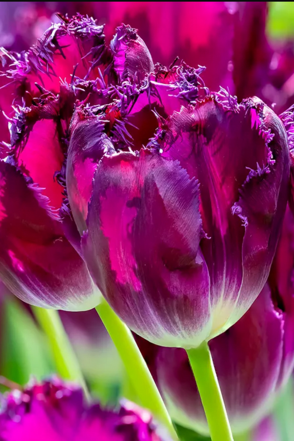 Tulipan Purple Crystal Cebulki