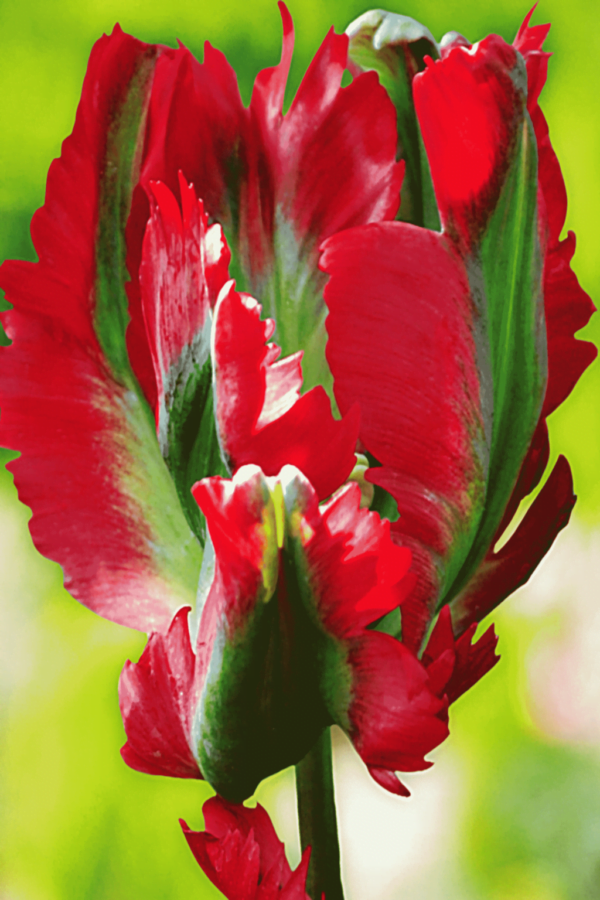 Ekskluzywny zestaw tulipanów 25 cebulek