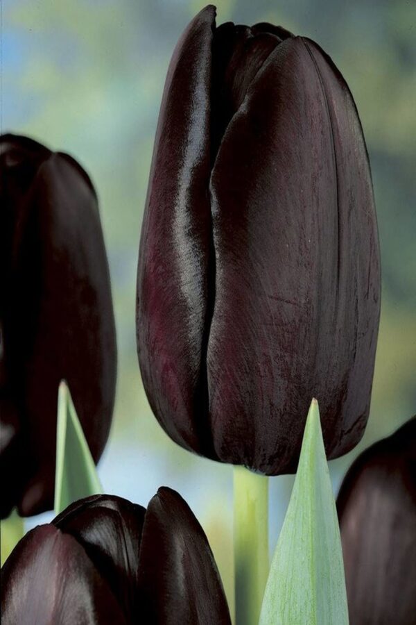 Tulipan Queen of night Cebulki